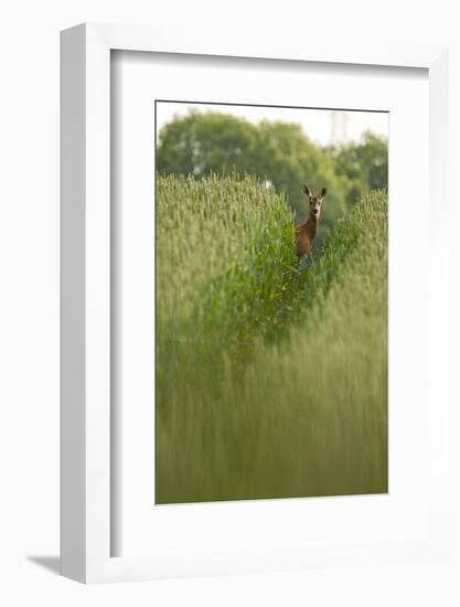 Roe Deer (Capreolus Capreolus) in a Field of Wheat (Triticum Sp) Berkshire, England, UK, June-Bertie Gregory-Framed Photographic Print