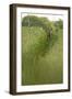 Roe Deer (Capreolus Capreolus) in a Field of Wheat (Triticum Sp) Berkshire, England, UK, June-Bertie Gregory-Framed Photographic Print