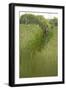 Roe Deer (Capreolus Capreolus) in a Field of Wheat (Triticum Sp) Berkshire, England, UK, June-Bertie Gregory-Framed Photographic Print