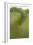 Roe Deer (Capreolus Capreolus) in a Field of Wheat (Triticum Sp) Berkshire, England, UK, June-Bertie Gregory-Framed Photographic Print