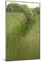 Roe Deer (Capreolus Capreolus) in a Field of Wheat (Triticum Sp) Berkshire, England, UK, June-Bertie Gregory-Mounted Photographic Print