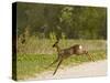 Roe Deer (Capreolus Capreolus) Leaping, Matsalu National Park, Estonia, May 2009-Rautiainen-Stretched Canvas