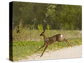 Roe Deer (Capreolus Capreolus) Leaping, Matsalu National Park, Estonia, May 2009-Rautiainen-Stretched Canvas