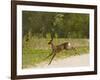 Roe Deer (Capreolus Capreolus) Leaping, Matsalu National Park, Estonia, May 2009-Rautiainen-Framed Photographic Print