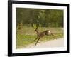 Roe Deer (Capreolus Capreolus) Leaping, Matsalu National Park, Estonia, May 2009-Rautiainen-Framed Photographic Print