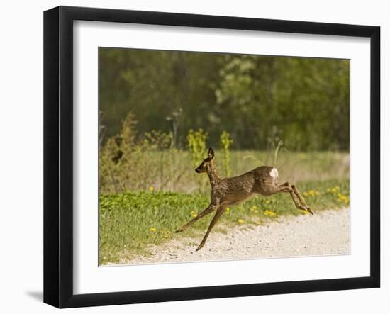 Roe Deer (Capreolus Capreolus) Leaping, Matsalu National Park, Estonia, May 2009-Rautiainen-Framed Photographic Print