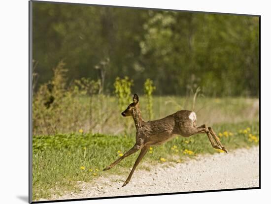 Roe Deer (Capreolus Capreolus) Leaping, Matsalu National Park, Estonia, May 2009-Rautiainen-Mounted Photographic Print