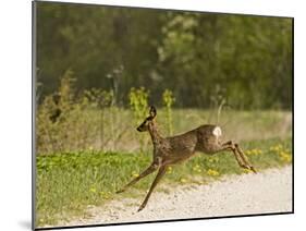 Roe Deer (Capreolus Capreolus) Leaping, Matsalu National Park, Estonia, May 2009-Rautiainen-Mounted Photographic Print