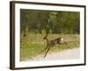 Roe Deer (Capreolus Capreolus) Leaping, Matsalu National Park, Estonia, May 2009-Rautiainen-Framed Photographic Print