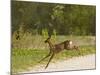 Roe Deer (Capreolus Capreolus) Leaping, Matsalu National Park, Estonia, May 2009-Rautiainen-Mounted Photographic Print