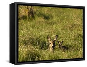 Roe Deer (Capreolus Capreolus) Lying in Long Grass with Fawn, Matsalu National Park, Estonia, May-Rautiainen-Framed Stretched Canvas