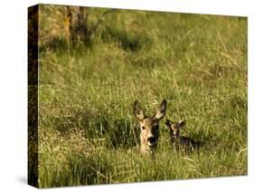 Roe Deer (Capreolus Capreolus) Lying in Long Grass with Fawn, Matsalu National Park, Estonia, May-Rautiainen-Stretched Canvas