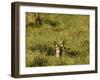 Roe Deer (Capreolus Capreolus) Lying in Long Grass with Fawn, Matsalu National Park, Estonia, May-Rautiainen-Framed Photographic Print