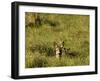 Roe Deer (Capreolus Capreolus) Lying in Long Grass with Fawn, Matsalu National Park, Estonia, May-Rautiainen-Framed Photographic Print