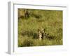 Roe Deer (Capreolus Capreolus) Lying in Long Grass with Fawn, Matsalu National Park, Estonia, May-Rautiainen-Framed Photographic Print