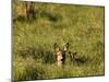 Roe Deer (Capreolus Capreolus) Lying in Long Grass with Fawn, Matsalu National Park, Estonia, May-Rautiainen-Mounted Photographic Print