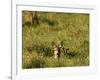 Roe Deer (Capreolus Capreolus) Lying in Long Grass with Fawn, Matsalu National Park, Estonia, May-Rautiainen-Framed Photographic Print