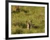 Roe Deer (Capreolus Capreolus) Lying in Long Grass with Fawn, Matsalu National Park, Estonia, May-Rautiainen-Framed Photographic Print