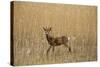 Roe Deer (Capreolus Capreolus) Male Amongst Reeds in Marsh, Matsalu National Park, Estonia, May-Rautiainen-Stretched Canvas