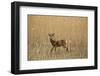 Roe Deer (Capreolus Capreolus) Male Amongst Reeds in Marsh, Matsalu National Park, Estonia, May-Rautiainen-Framed Photographic Print