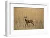 Roe Deer (Capreolus Capreolus) Male Amongst Reeds in Marsh, Matsalu National Park, Estonia, May-Rautiainen-Framed Photographic Print