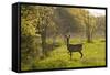 Roe Deer (Capreolus Capreolus) Matsalu National Park, Estonia, May 2009-Rautiainen-Framed Stretched Canvas