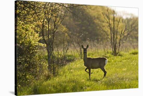 Roe Deer (Capreolus Capreolus) Matsalu National Park, Estonia, May 2009-Rautiainen-Stretched Canvas