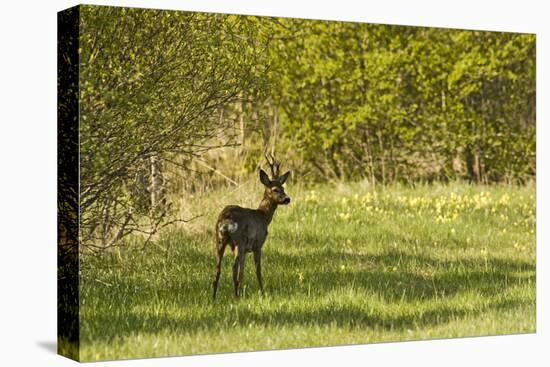 Roe Deer (Capreolus Capreolus) Matsalu National Park, Estonia, May 2009-Rautiainen-Stretched Canvas