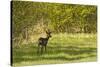 Roe Deer (Capreolus Capreolus) Matsalu National Park, Estonia, May 2009-Rautiainen-Stretched Canvas