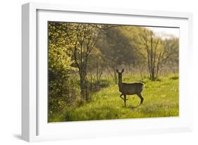 Roe Deer (Capreolus Capreolus) Matsalu National Park, Estonia, May 2009-Rautiainen-Framed Photographic Print