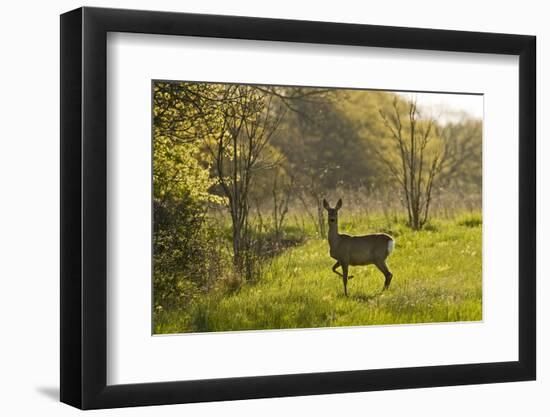 Roe Deer (Capreolus Capreolus) Matsalu National Park, Estonia, May 2009-Rautiainen-Framed Photographic Print