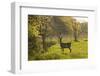 Roe Deer (Capreolus Capreolus) Matsalu National Park, Estonia, May 2009-Rautiainen-Framed Photographic Print