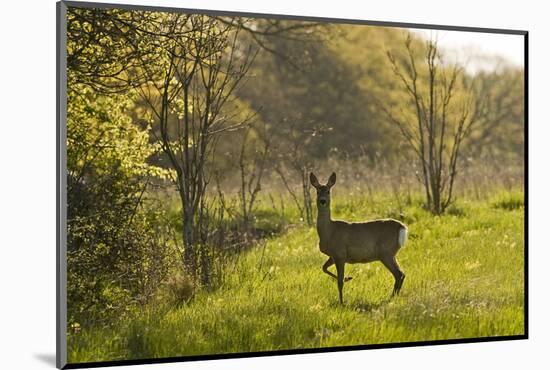 Roe Deer (Capreolus Capreolus) Matsalu National Park, Estonia, May 2009-Rautiainen-Mounted Photographic Print