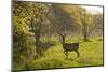 Roe Deer (Capreolus Capreolus) Matsalu National Park, Estonia, May 2009-Rautiainen-Mounted Photographic Print