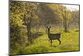 Roe Deer (Capreolus Capreolus) Matsalu National Park, Estonia, May 2009-Rautiainen-Mounted Photographic Print