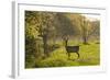 Roe Deer (Capreolus Capreolus) Matsalu National Park, Estonia, May 2009-Rautiainen-Framed Photographic Print