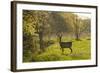 Roe Deer (Capreolus Capreolus) Matsalu National Park, Estonia, May 2009-Rautiainen-Framed Photographic Print