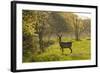 Roe Deer (Capreolus Capreolus) Matsalu National Park, Estonia, May 2009-Rautiainen-Framed Photographic Print