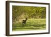 Roe Deer (Capreolus Capreolus) Matsalu National Park, Estonia, May 2009-Rautiainen-Framed Photographic Print