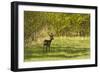 Roe Deer (Capreolus Capreolus) Matsalu National Park, Estonia, May 2009-Rautiainen-Framed Photographic Print