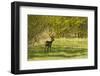 Roe Deer (Capreolus Capreolus) Matsalu National Park, Estonia, May 2009-Rautiainen-Framed Photographic Print