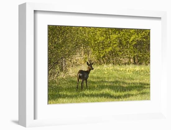 Roe Deer (Capreolus Capreolus) Matsalu National Park, Estonia, May 2009-Rautiainen-Framed Photographic Print