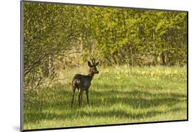 Roe Deer (Capreolus Capreolus) Matsalu National Park, Estonia, May 2009-Rautiainen-Mounted Photographic Print