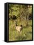 Roe Deer (Capreolus Capreolus) with Fawn, Matsalu National Park, Estonia, May 2009-Rautiainen-Framed Stretched Canvas