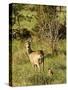 Roe Deer (Capreolus Capreolus) with Fawn, Matsalu National Park, Estonia, May 2009-Rautiainen-Stretched Canvas