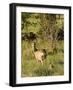 Roe Deer (Capreolus Capreolus) with Fawn, Matsalu National Park, Estonia, May 2009-Rautiainen-Framed Photographic Print