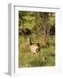 Roe Deer (Capreolus Capreolus) with Fawn, Matsalu National Park, Estonia, May 2009-Rautiainen-Framed Photographic Print