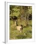 Roe Deer (Capreolus Capreolus) with Fawn, Matsalu National Park, Estonia, May 2009-Rautiainen-Framed Photographic Print