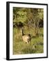 Roe Deer (Capreolus Capreolus) with Fawn, Matsalu National Park, Estonia, May 2009-Rautiainen-Framed Photographic Print