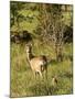 Roe Deer (Capreolus Capreolus) with Fawn, Matsalu National Park, Estonia, May 2009-Rautiainen-Mounted Photographic Print